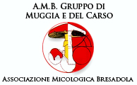 Immagine inserita