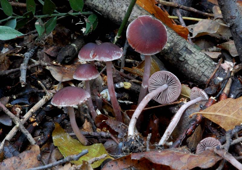 Psathyrella bipellis Bandini 08-12-2008.jpg