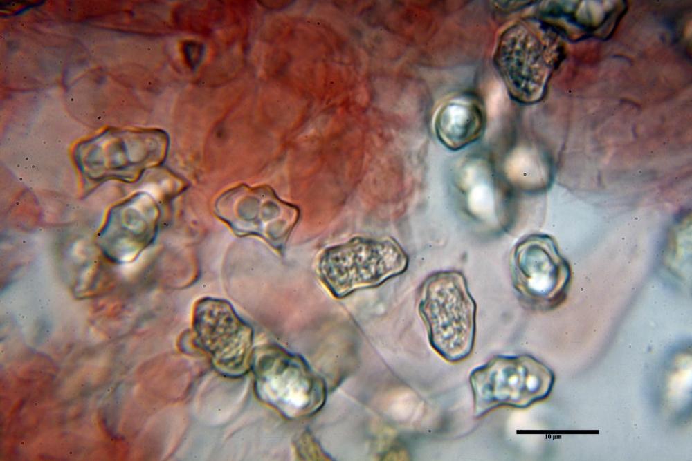 Entoloma excentricum v porphyrocephalum 9388 18_ridimensiona.jpg