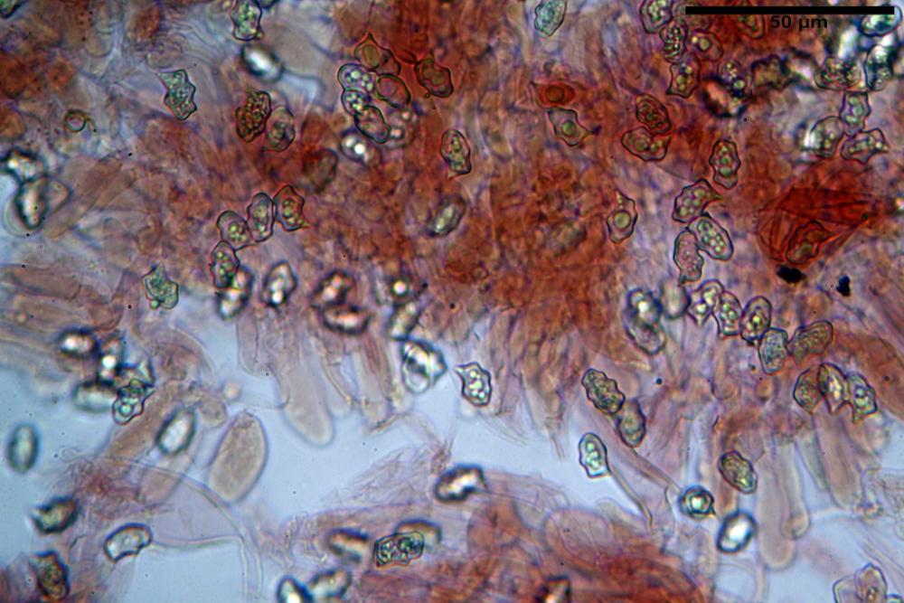 Entoloma excentricum v porphyrocephalum 9388 13_ridimensiona.jpg