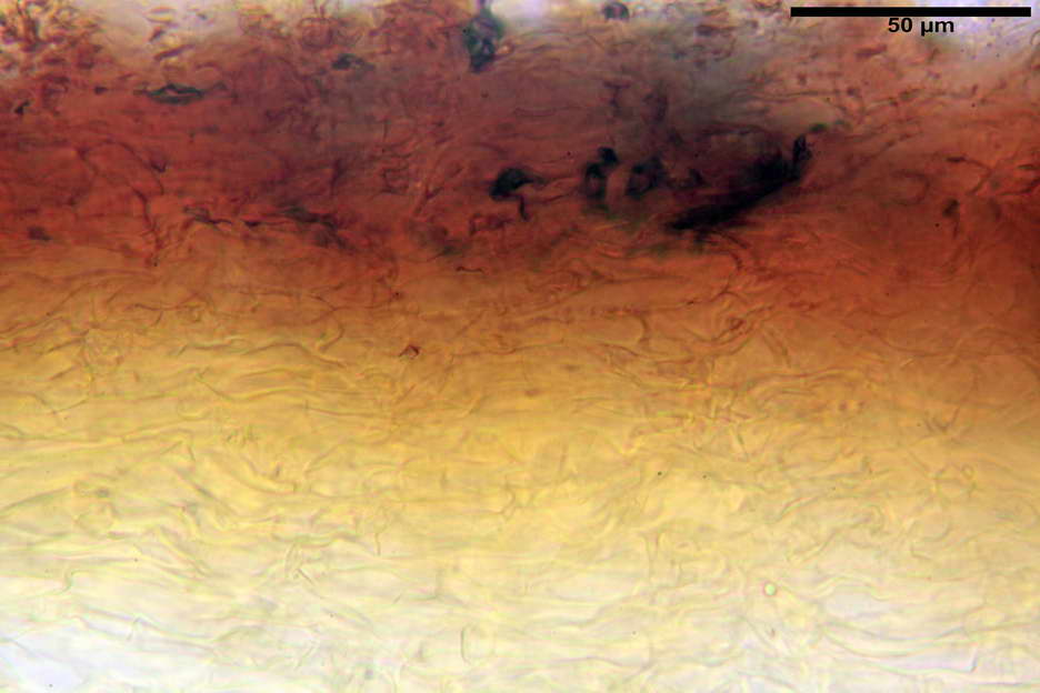 pholiota higlandensis 4837 07.jpg