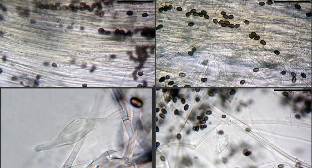 Psathyrella spintrigeroides 09.jpg