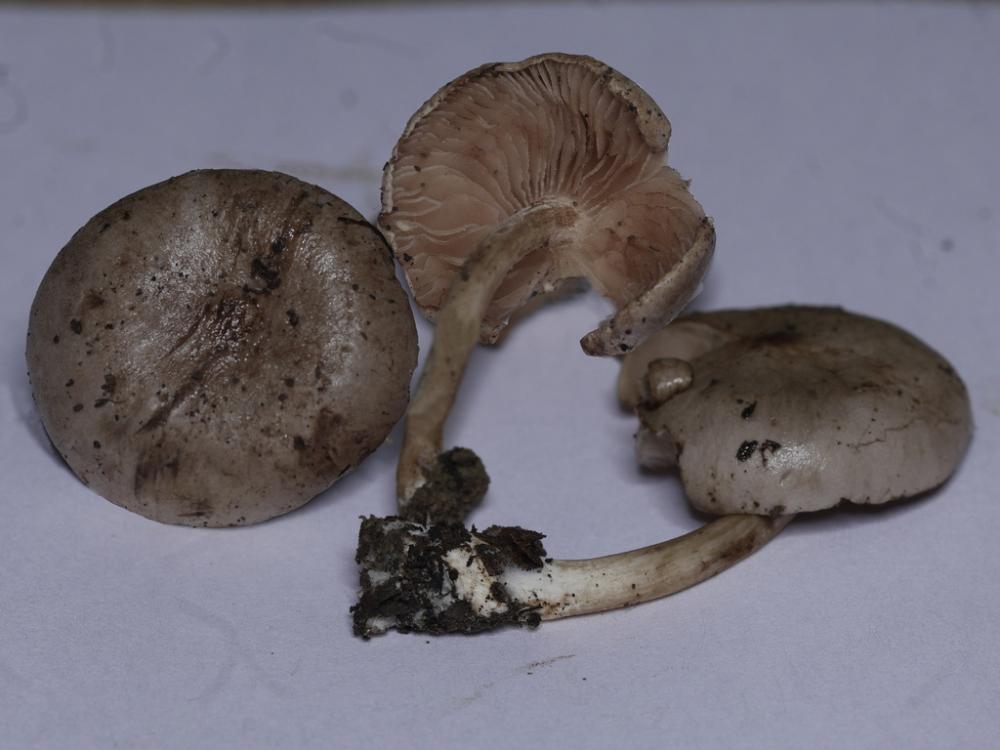 Entoloma excentricum v porphyrocephalum 9388 03_ridimensiona.jpg