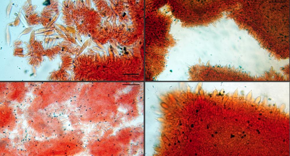 Psathyrella spintrigeroides 07.jpg