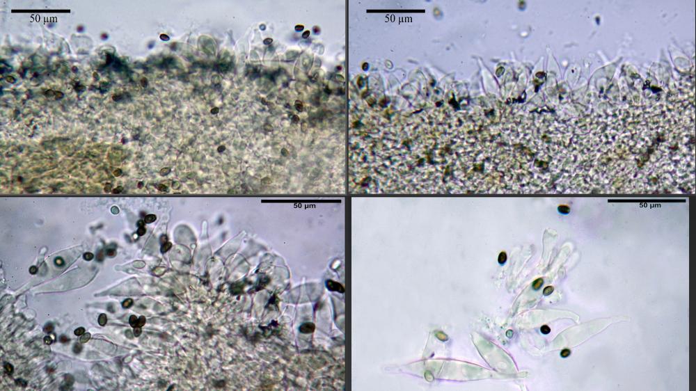 Psathyrella spintrigeroides 04.jpg