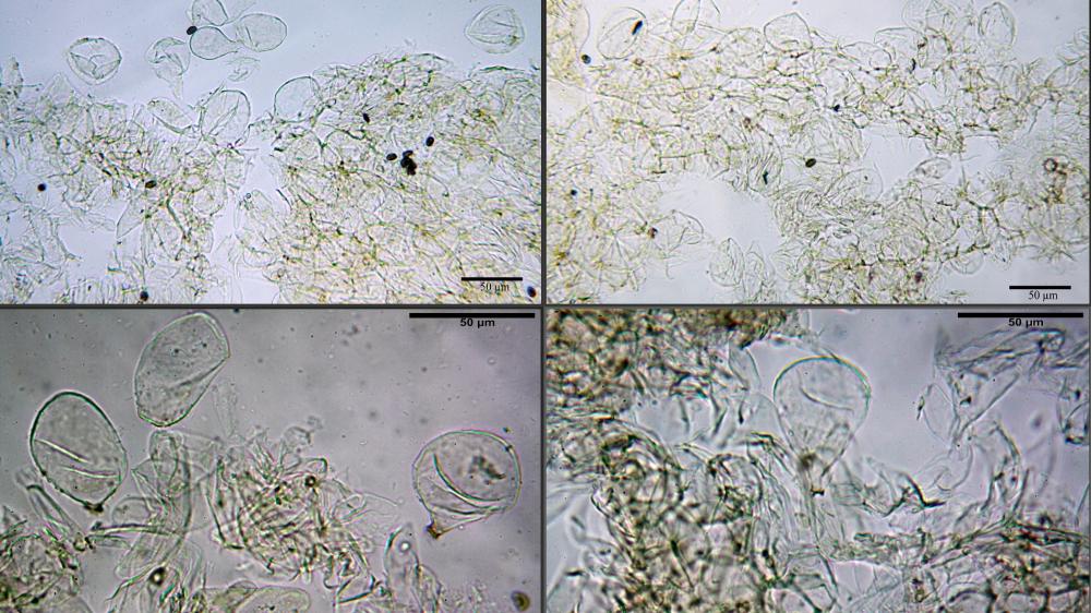 Psathyrella spintrigeroides 03.jpg