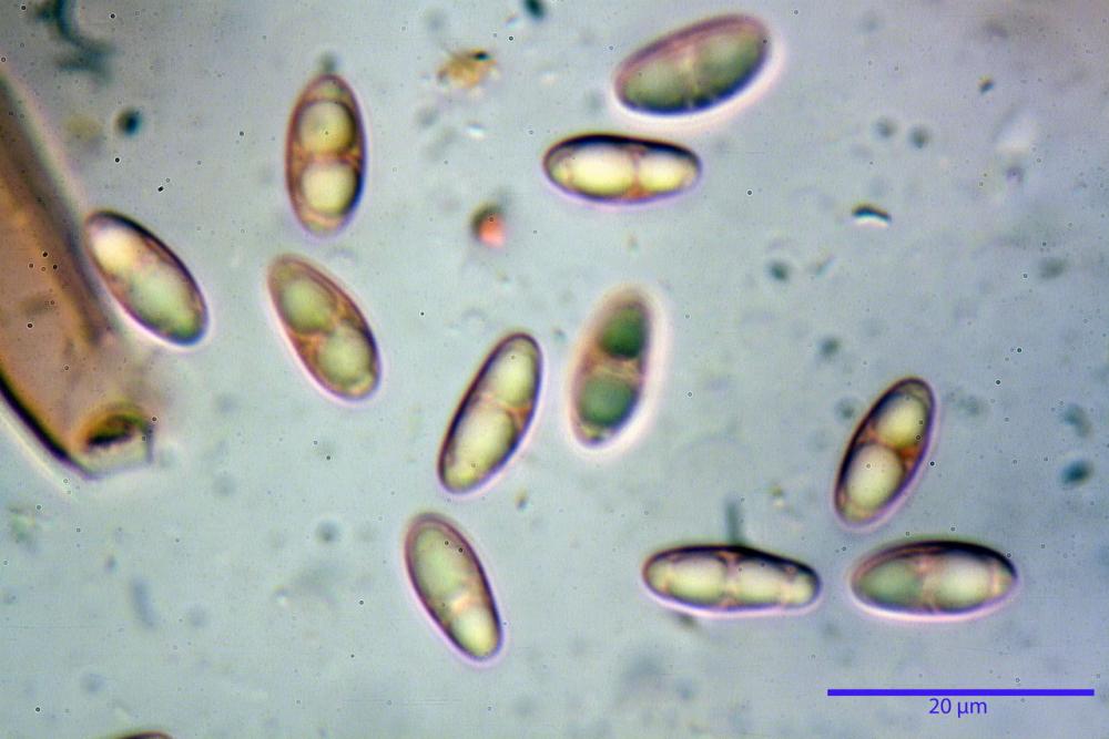 Podophacidium xanthomelum 7945 51_resize.JPG