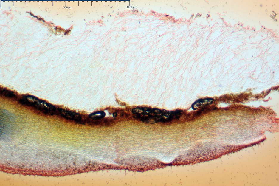 pholiota higlandensis 4837 01.jpg