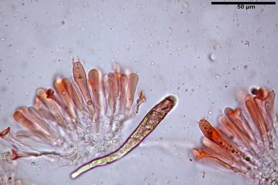 russula pseudoaeruginea 59.jpg