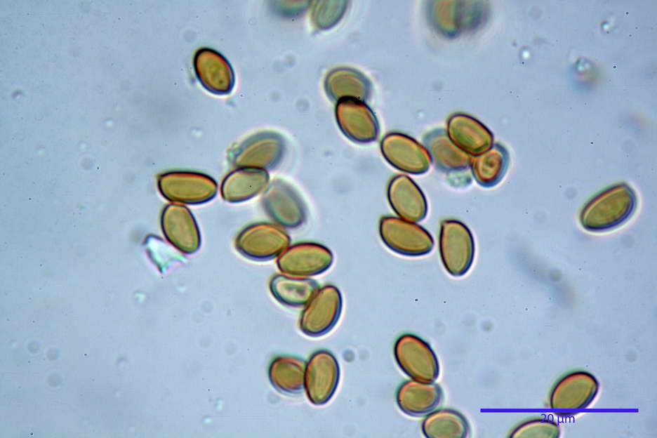 pholiota higlandensis 4837 26.jpg