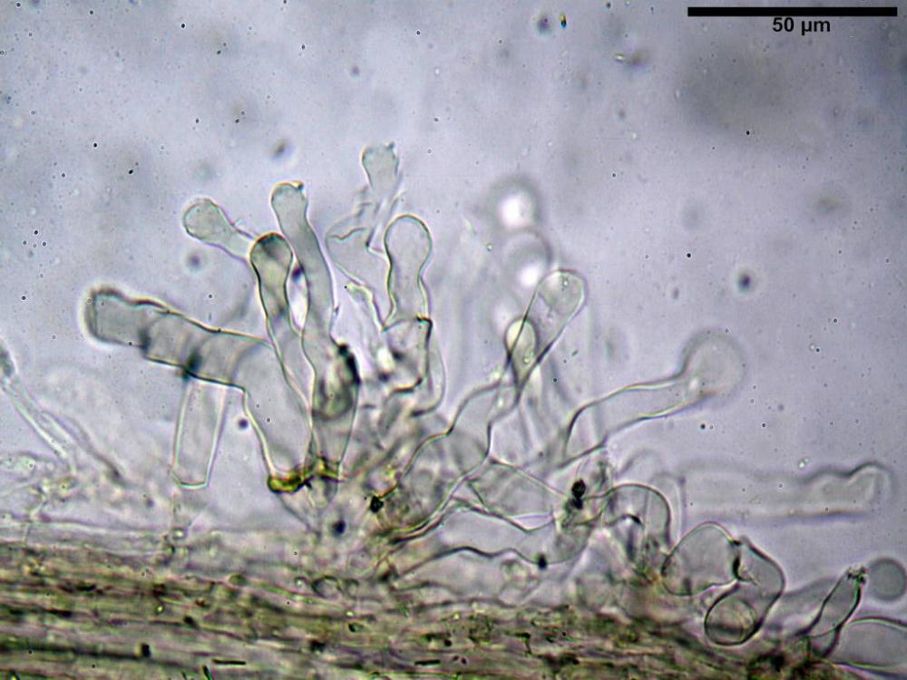 cyanescens 31.jpg