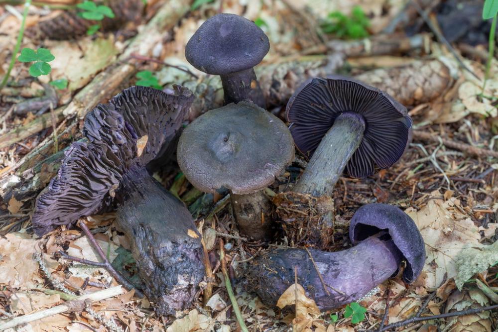 Cortinarius hercynicus 5241 01.jpg