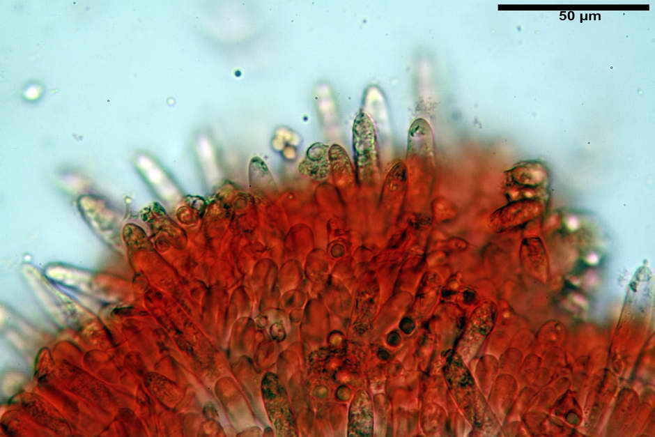 russula pseudoaeruginea 37.jpg