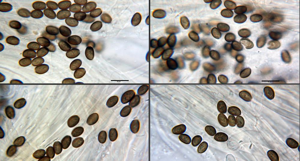 Psathyrella spintrigeroides 10.jpg