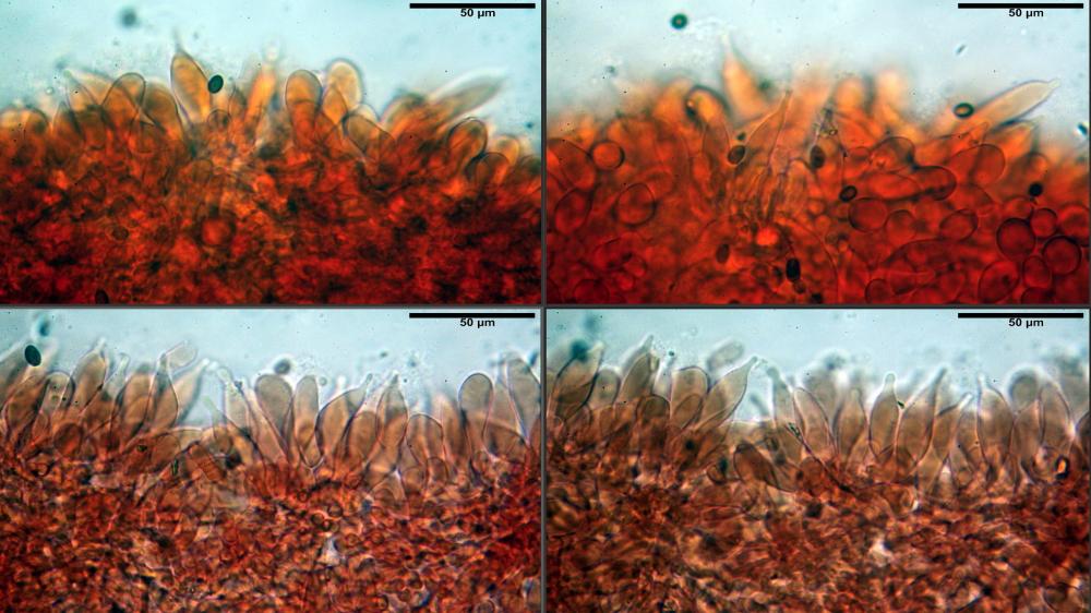 Psathyrella spintrigeroides 05.jpg