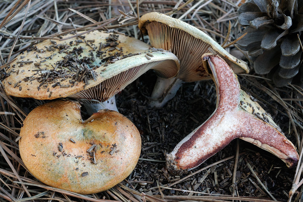 lactarius-vinosusR3524a.jpg