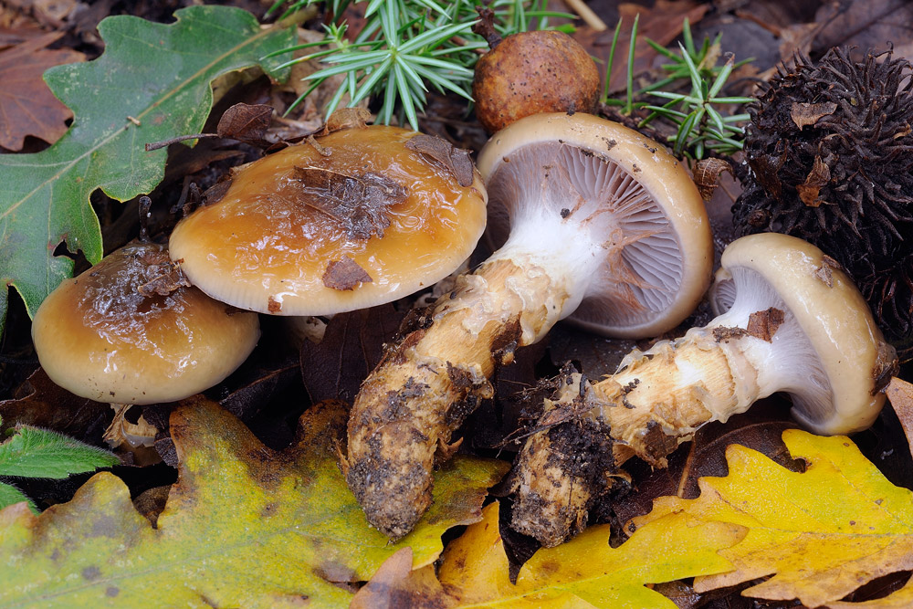 cortinarius-trivialisR4960.jpg