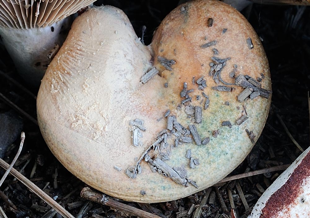 lactarius-vinosusR3524d.jpg