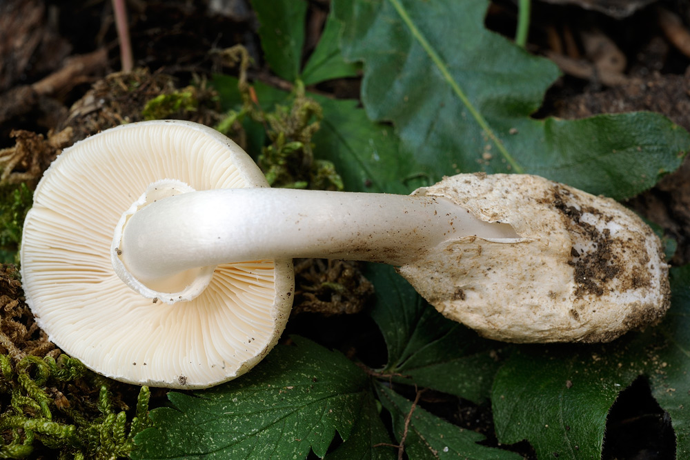 Amanita-vernaR4028a.jpg