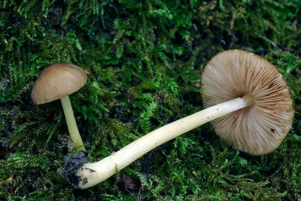 Pluteus-romeliiR4342a.jpg