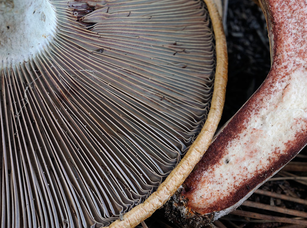 lactarius-vinosusR3524b.jpg