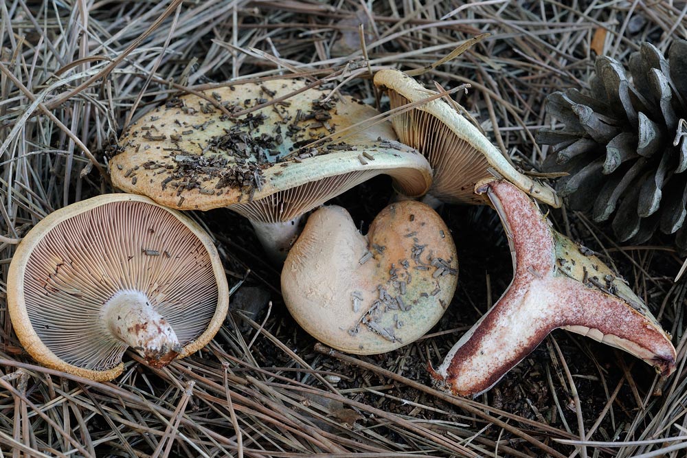 lactarius-vinosusR3524.jpg