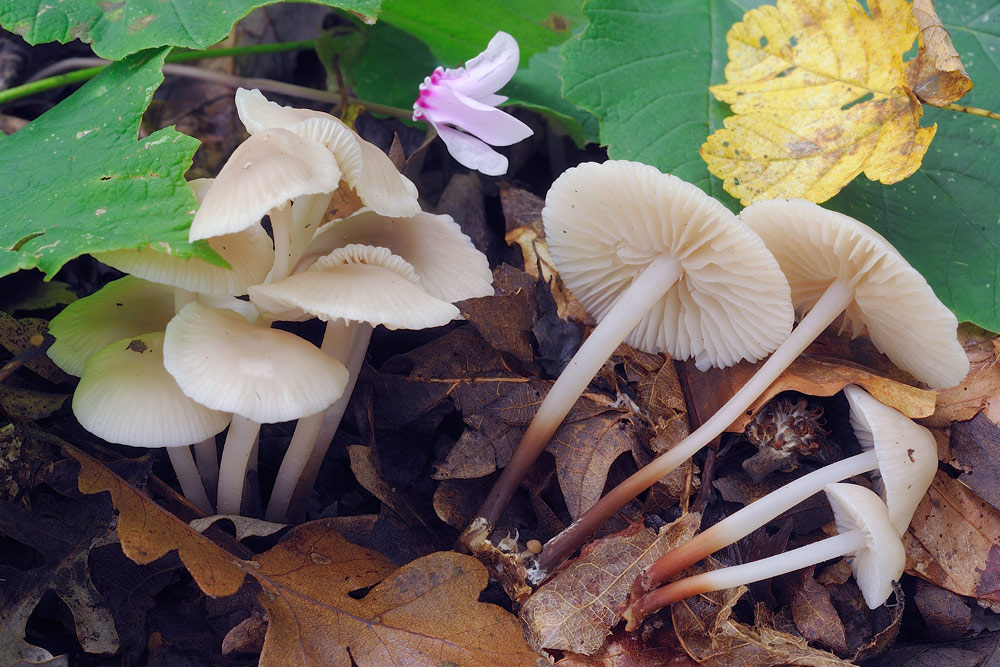 Marasmius-wynneiR2606.jpg