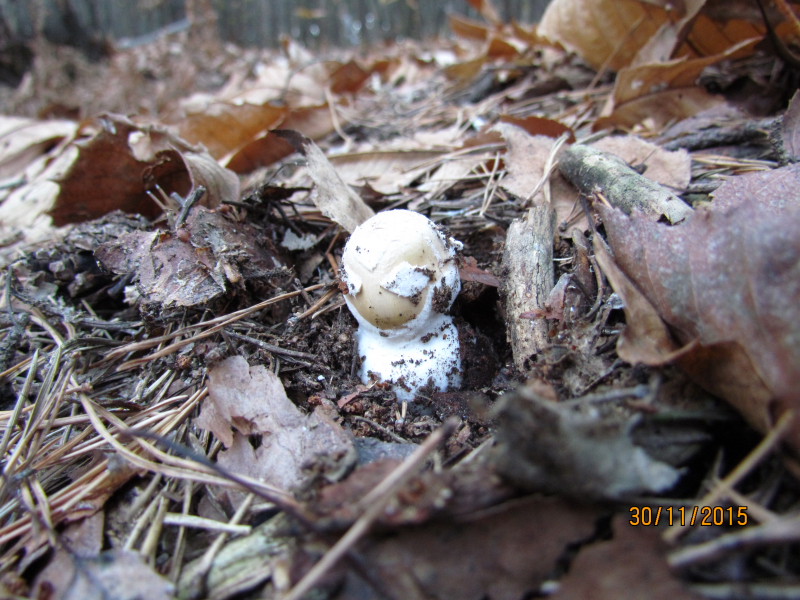 Amanita2.JPG