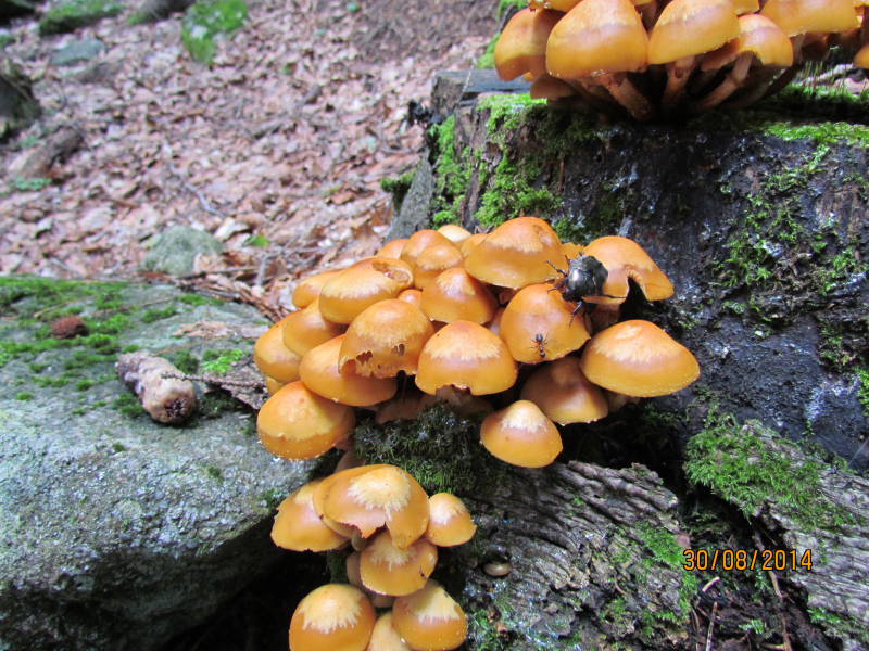 Armillaria4.JPG