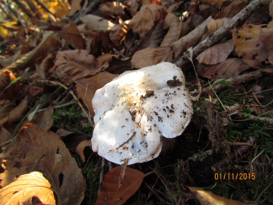 tricholoma2.JPG