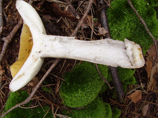 Russula5.JPG