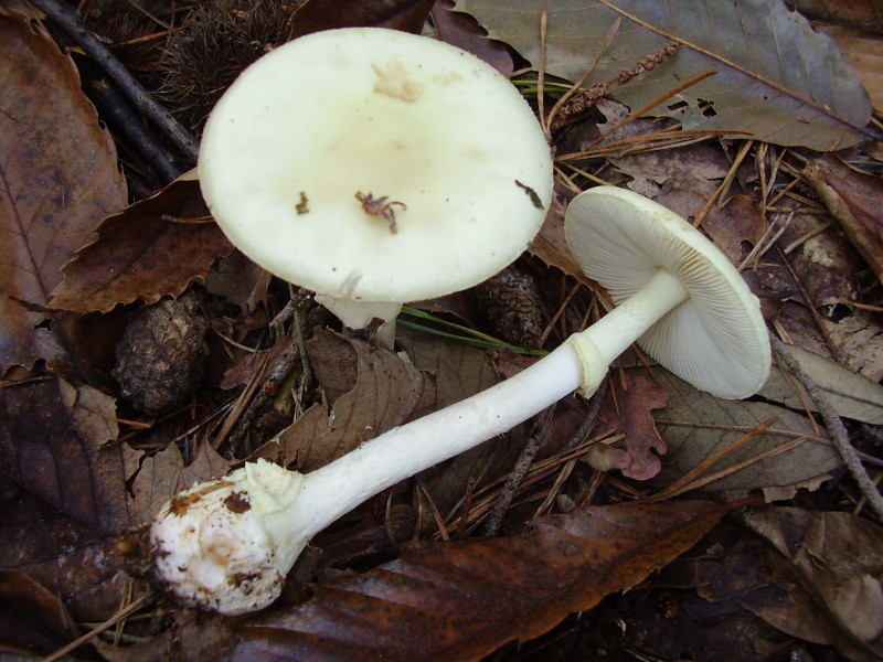 Amanita c f a1.JPG