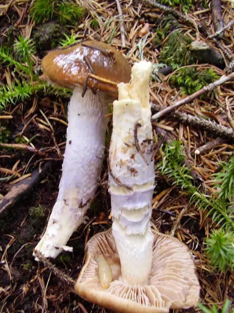 Cortinarius1.JPG