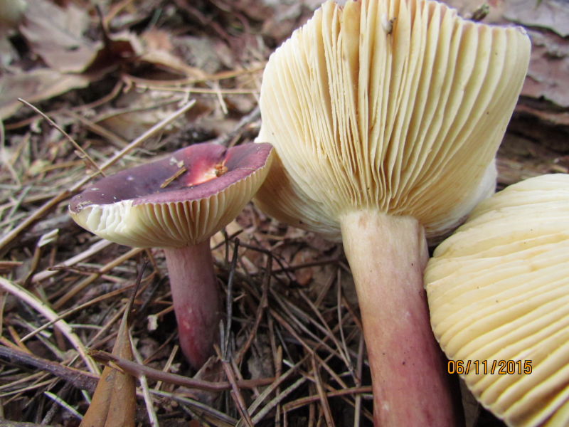 russula6.JPG