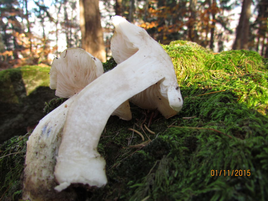 tricholoma4.JPG