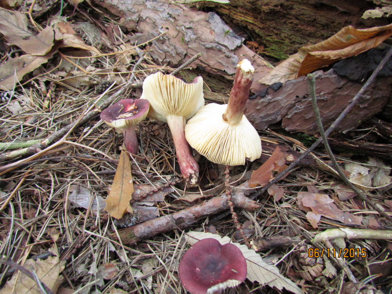 russula5.JPG