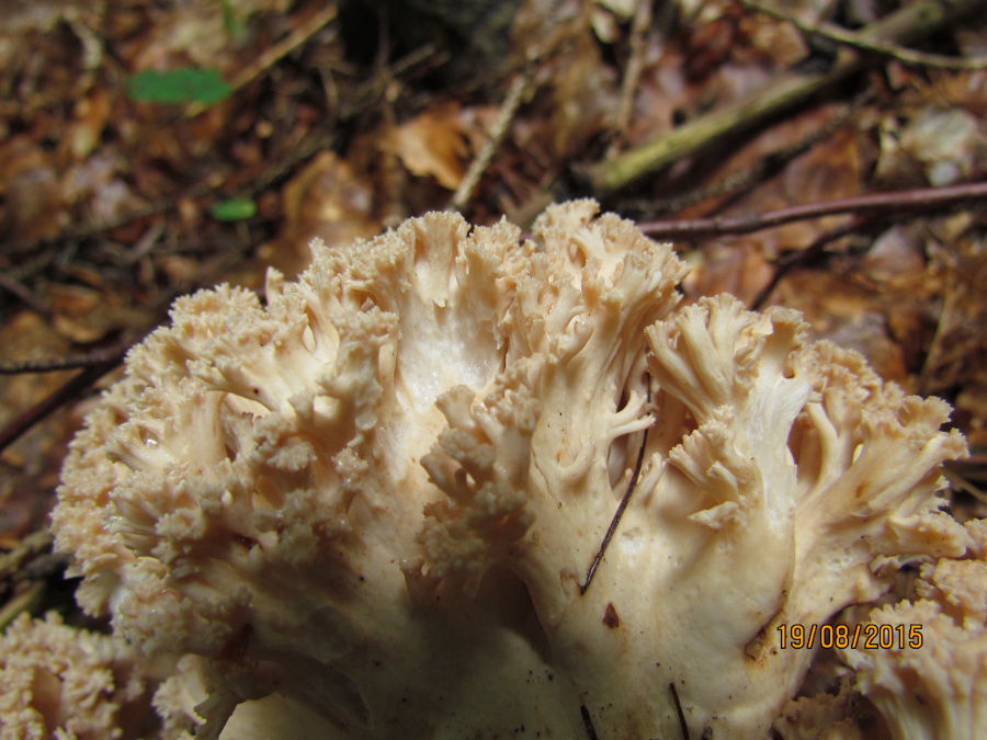 Ramaria4.JPG