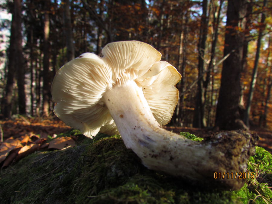 tricholoma3.JPG