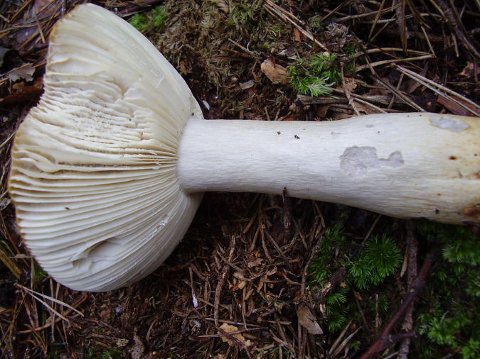 Russula4.JPG