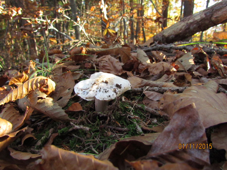 tricholoma1.JPG