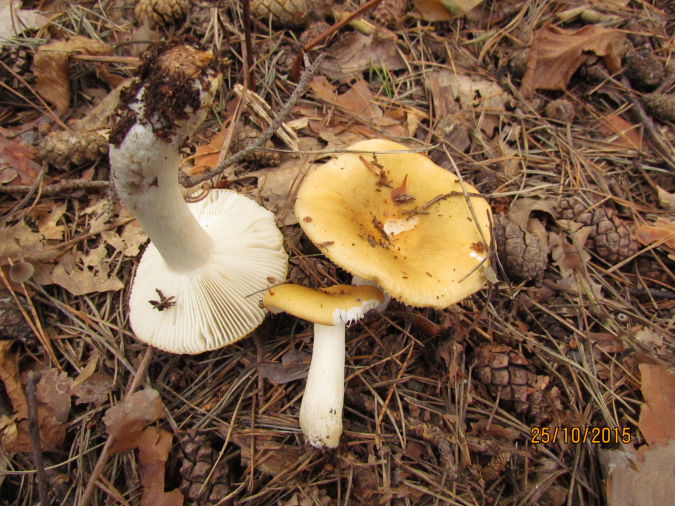 Russula2.JPG