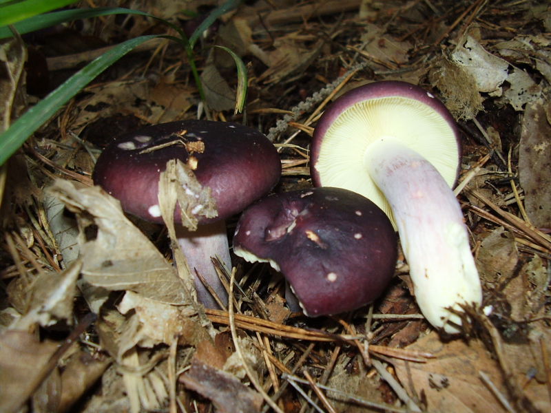 russula4.JPG