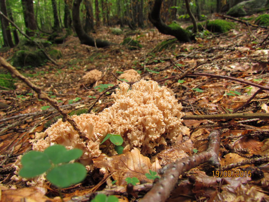 Ramaria1.JPG