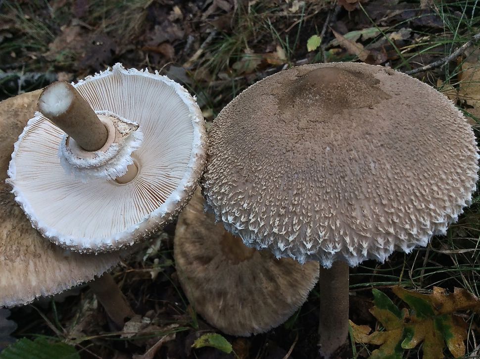 151 Mb macrolepiota prominens.jpg