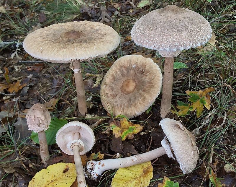 156 Mb lepiota prominens ( macrolepiota ).jpg