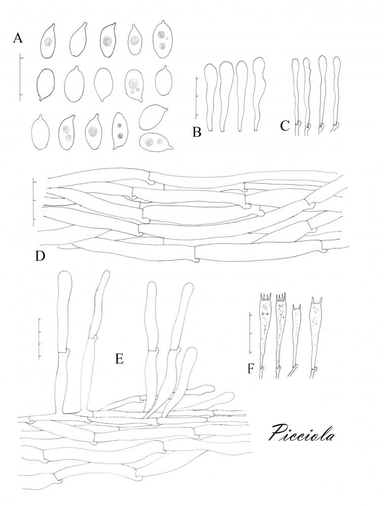 Tavola di microscopia .jpg