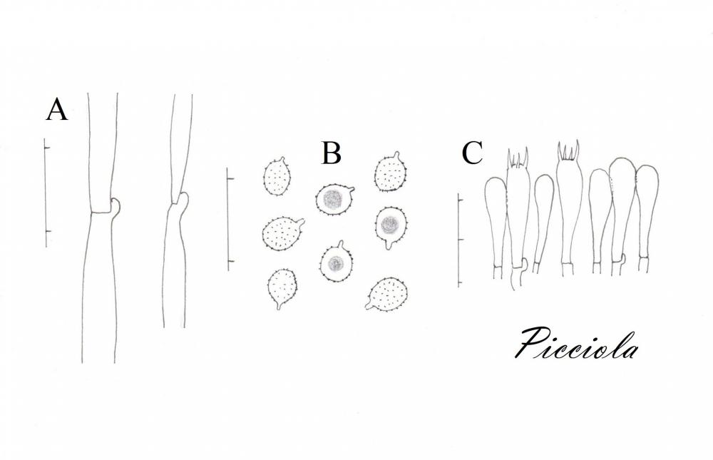 Tavola di microscopia  .jpg