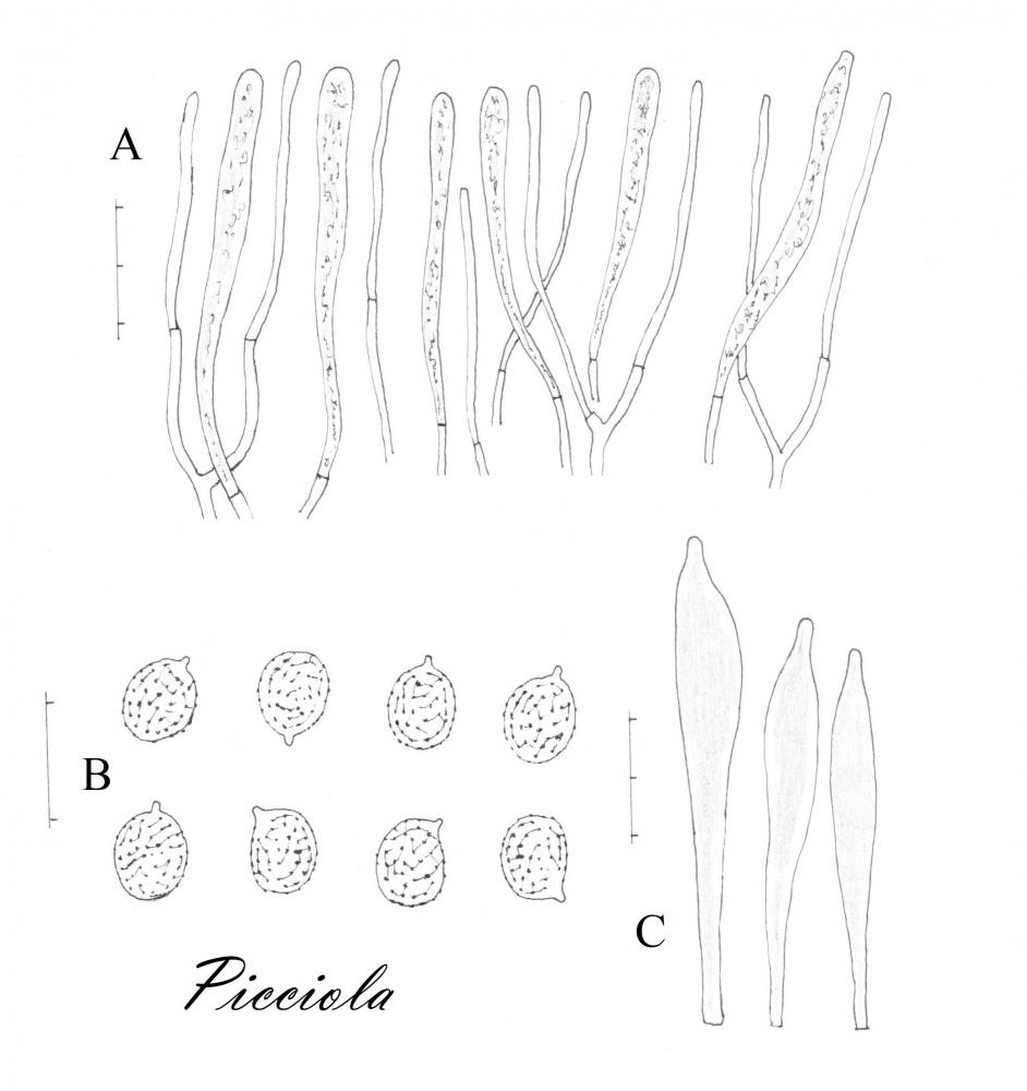 Tavola di microscopia .jpg