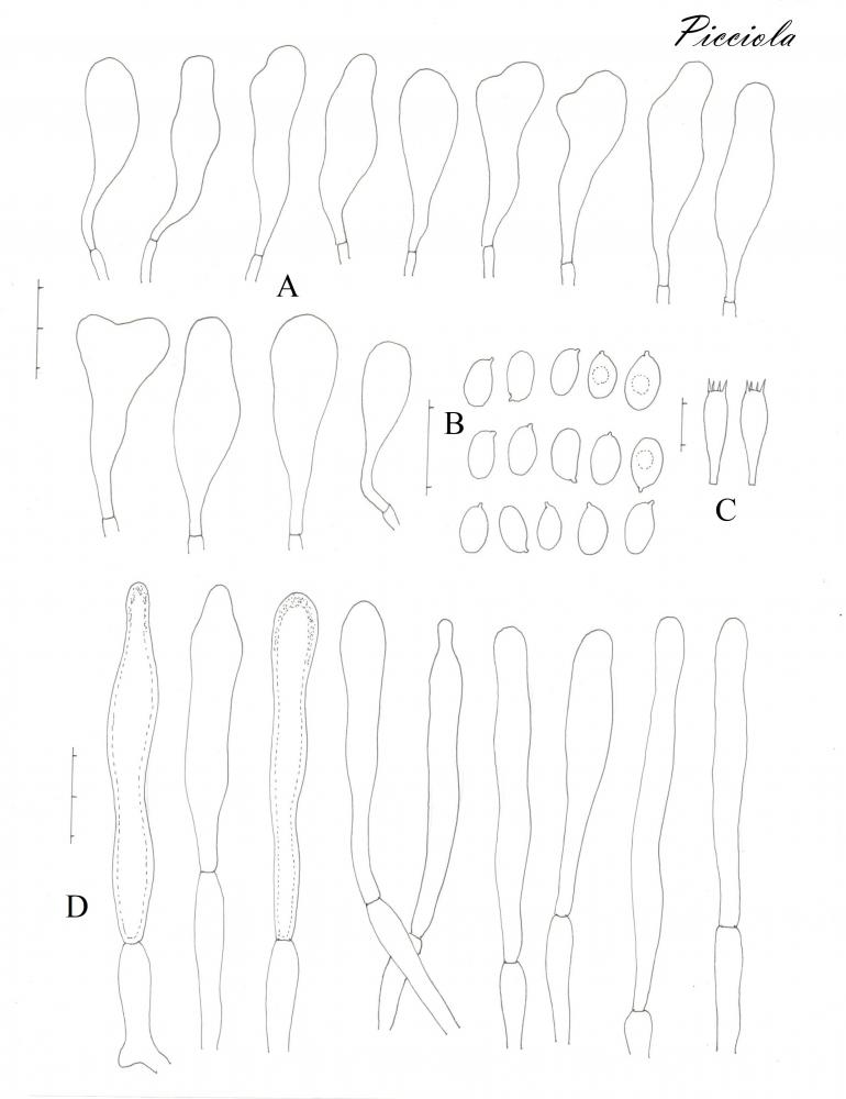 Tavola di microscopia  .jpg