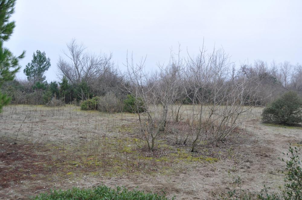 25.01.2025 Grado Pineta  - habitat .JPG